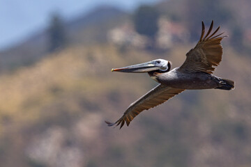 pelikan brunatny (Pelecanus occidentalis)  © Grzegorz