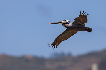 pelikan brunatny (Pelecanus occidentalis)  © Grzegorz