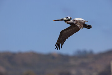 pelikan brunatny (Pelecanus occidentalis)  © Grzegorz