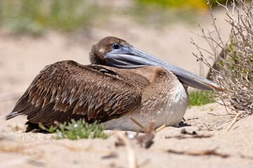pelikan brunatny (Pelecanus occidentalis)  © Grzegorz