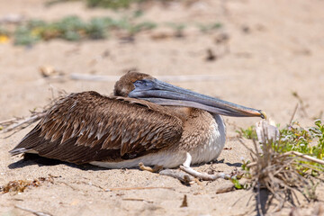 pelikan brunatny (Pelecanus occidentalis)  © Grzegorz