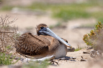 pelikan brunatny (Pelecanus occidentalis)  © Grzegorz