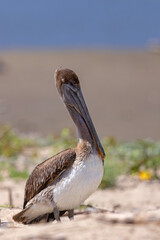 pelikan brunatny (Pelecanus occidentalis)  © Grzegorz