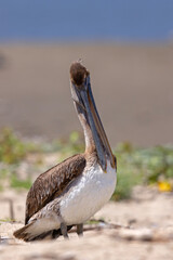 pelikan brunatny (Pelecanus occidentalis)  © Grzegorz
