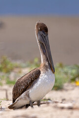 pelikan brunatny (Pelecanus occidentalis)  © Grzegorz