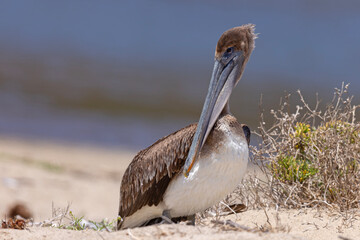 pelikan brunatny (Pelecanus occidentalis)  © Grzegorz