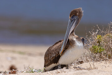pelikan brunatny (Pelecanus occidentalis)  © Grzegorz