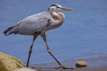 Czapla modra (Ardea herodias) © Grzegorz