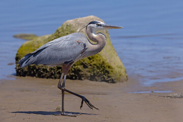 Czapla modra (Ardea herodias) © Grzegorz