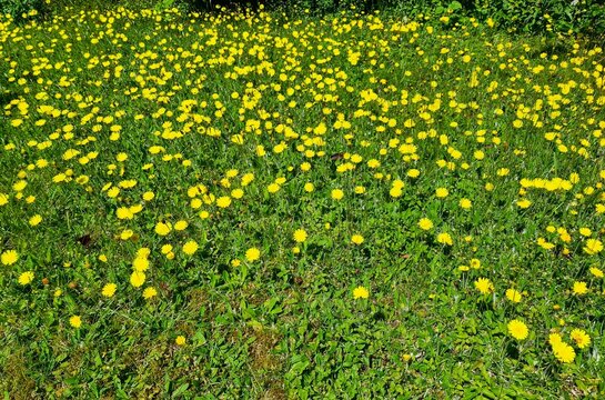 Yellow dandelions blooming across a vibrant green meadow