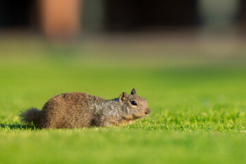 wiewiórka kalifornijska (Otospermophilus beecheyi) © Grzegorz