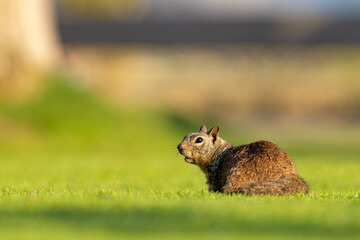 wiewiórka kalifornijska (Otospermophilus beecheyi) © Grzegorz