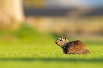 wiewiórka kalifornijska (Otospermophilus beecheyi) © Grzegorz