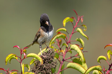 junko zwyczajny (Junco hyemalis) © Grzegorz