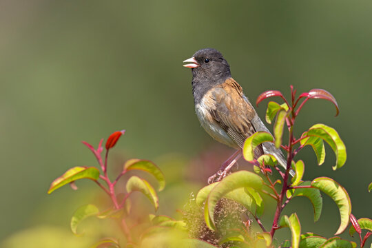 junko zwyczajny (Junco hyemalis)