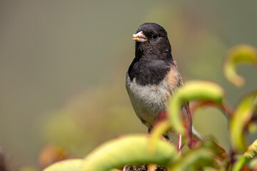 junko zwyczajny (Junco hyemalis) © Grzegorz