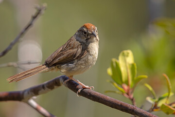 polniczek rdzawołbisty (Aimophila ruficeps) © Grzegorz