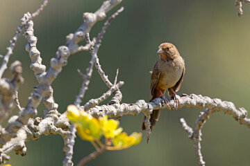 ziemnołuszcz kalifornijski (Melozone crissalis) © Grzegorz
