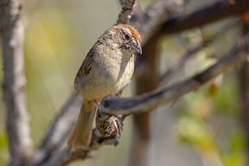 polniczek rdzawołbisty (Aimophila ruficeps) © Grzegorz