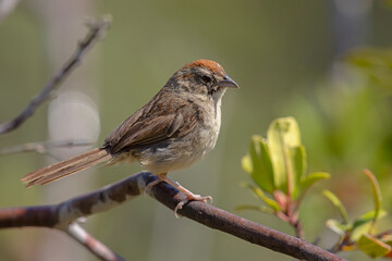 polniczek rdzawołbisty (Aimophila ruficeps) © Grzegorz