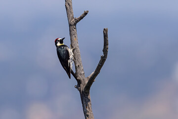 Dzięciur żołędziowy (Melanerpes formicivorus) © Grzegorz