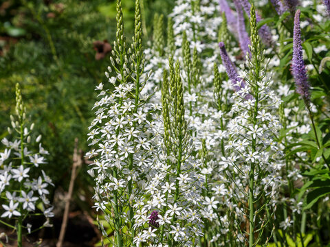 Ornithogalum ( Latin-Ornithogalum ponticum ) is a genus of perennial bulbous herbaceous plants of the subfamily Hyacinthaceae of the Asparagus family of the order Ornithogalum ponticum