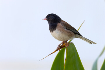 junko zwyczajny (Junco hyemalis) © Grzegorz