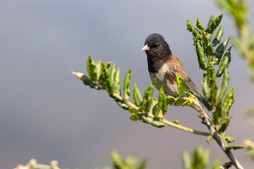 junko zwyczajny (Junco hyemalis) © Grzegorz