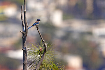modrowronka kalifornijska (Aphelocoma californica) © Grzegorz