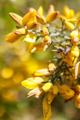 Obraz premium Close-up of yellow flower cluster with shallow depth of field