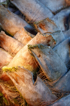 Textured palm leaf fragments with mossy accents and natural decay