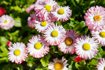 Fototapeta premium Close-up of pink-white daisies with yellow centers