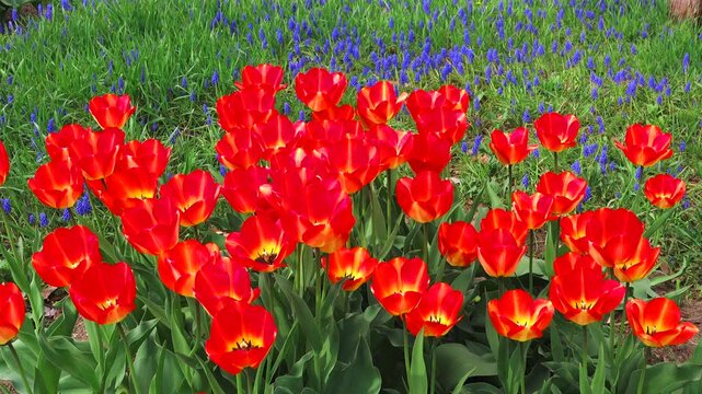 百合が原公園のチューリップとムスカリ