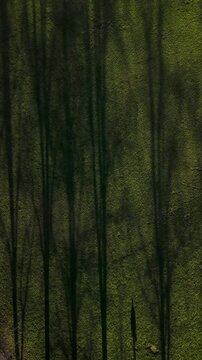 Aerial Top-Down View of a Lone Figure Walking Through Golden Hour Tree Shadows