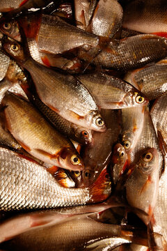 Fresh catch of small fish, silvery scales, wet and glistening