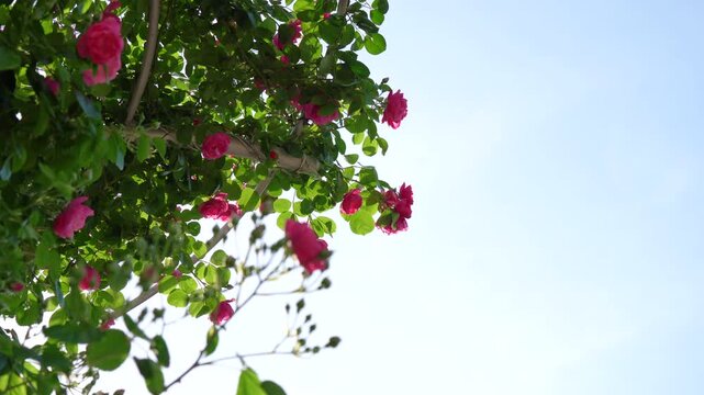 あらかわ遊園近くに咲く色鮮やかなバラの花