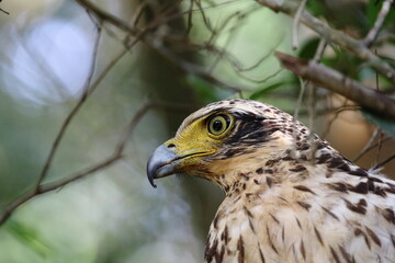Fototapeta premium Eyes that miss nothing. 🦅 A single glance from the Crested Hawk-Eagle reveals the power and precision of a master hunter.