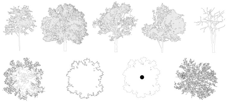 Vector trees in elevation view for use in architectural drawings isolated on transparent background
