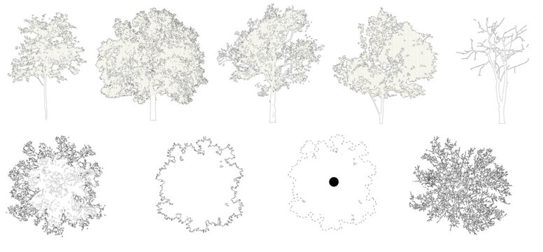 Vector trees in elevation view for use in architectural drawings isolated on transparent background