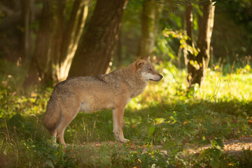 Wolf in the wild © Joanna