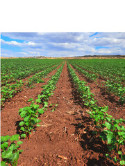 Obraz premium Rows of Young Cotton Plants Growing in a Field Under a Cloudy Sky