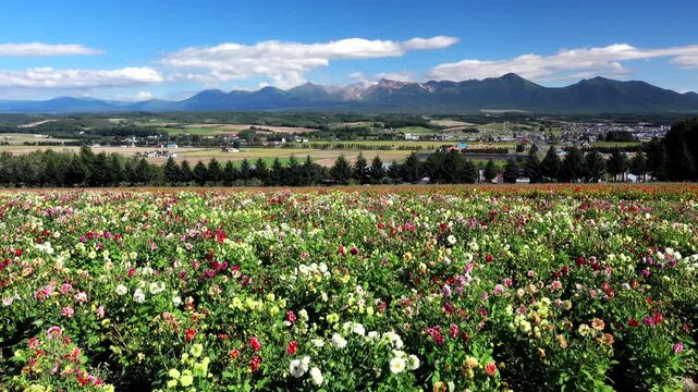 フラワーランドかみふらのと十勝岳連峰