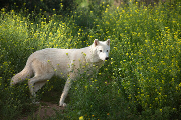Wolf in the wild © Joanna