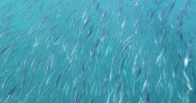 Huge bait ball of mexican sardines swimming underwater with marlins hunting below