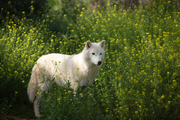Wolf in the wild © Joanna