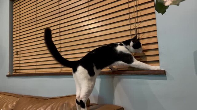 Cat tries to look through the blinds or window.