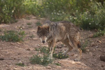 Wolf in the wild © Joanna