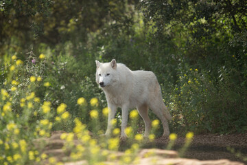 Wolf in the wild © Joanna