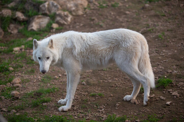 Wolf in the wild © Joanna