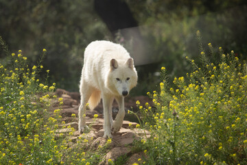 Wolf in the wild © Joanna
